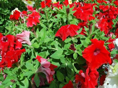 Cohen Propagation Nurseries: Happy-Giant Petunia Red 