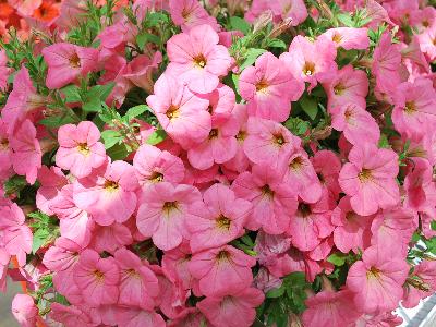 Cohen Propagation Nurseries: Happy Petunia Coral 