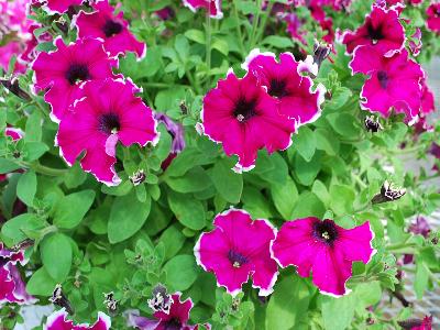 Cohen Propagation Nurseries: Happy Petunia Sofia-Fringe 