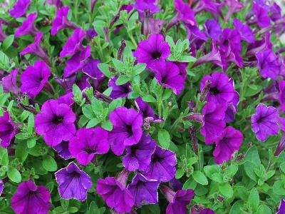 Cohen Propagation Nurseries: Mini-Me Petunia Blue 