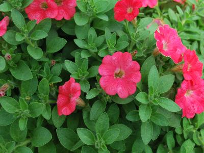 Cohen Propagation Nurseries: Mini-Me Petunia Coral 