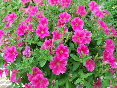 Mini-Me Petunia Hot-Pink 