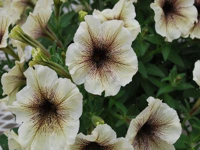 Petunia Viva-Glow 'Mocca'