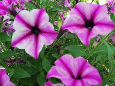 Petunia Viva-Glow 'Rose-Star'