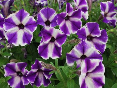 Petunia Viva-Glow 'Select-Blue-Stardust'