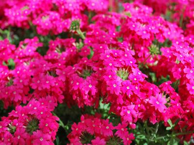 Lapel Verbena Cerise-Red 