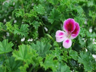 Amarillo Geranium 'Light Pink': From Schwartz Nursery, Spring Trials 2013: Amarillo Geranium 'Light Pink'