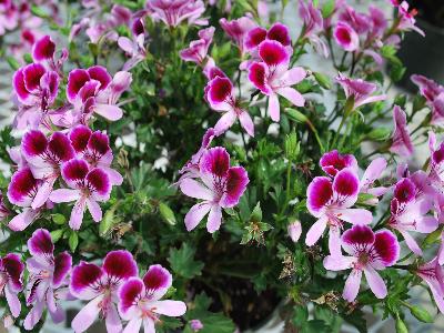 Amarillo Geranium 'Purple Eye': From Schwartz Nursery, Spring Trials 2013: Amarillo Geranium 'Purple Eye'