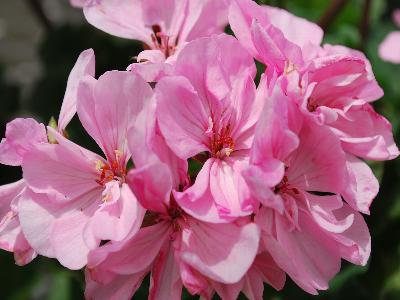 Geranien Endisch GmbH: Belmonte Geranium Rose 