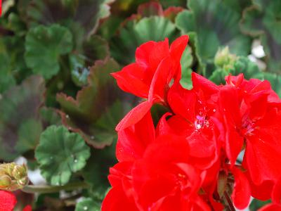 Belmonte Geranium Scarlet 