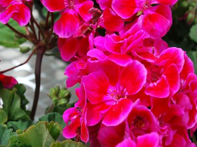 Geranium Hot Spot 'Dark Rose'