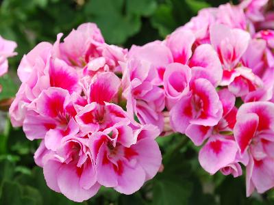 Geranium Hot Spot 'Lilac'