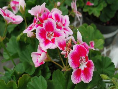 Geranium Hot Spot 'White Splash'