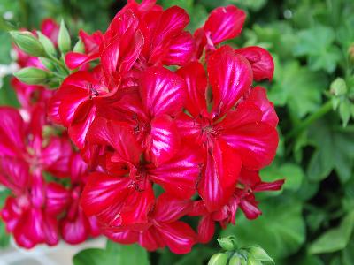 Lollipop Geranium 'Cherry': From Schwartz Nursery, Spring Trials 2013: Lollipop Geranium 'Cherry'