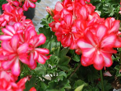 Lollipop Geranium 'Mandarin': From Schwartz Nursery, Spring Trials 2013: Lollipop Geranium 'Mandarin'