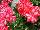 Geranien Endisch GmbH: Geranium  'Mandarin' 