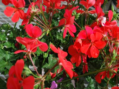 Rainbow Geranium 'Orange': From Schwartz Nursery, Spring Trials 2013: Rainbow Geranium 'Orange'