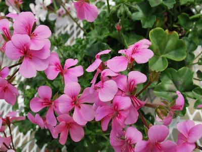 Rainbow Geranium Rose 