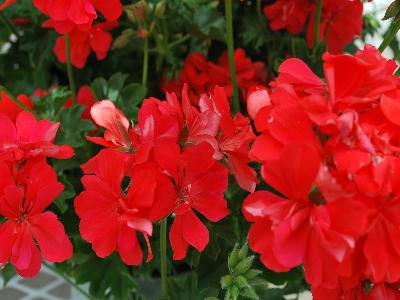 Sunflair Geranium 'Orange': From Schwartz Nursery, Spring Trials 2013: Sunflair Geranium 'Orange'