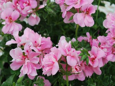 Sunflair Geranium 'Rose': From Schwartz Nursery, Spring Trials 2013: Sunflair Geranium 'Rose'