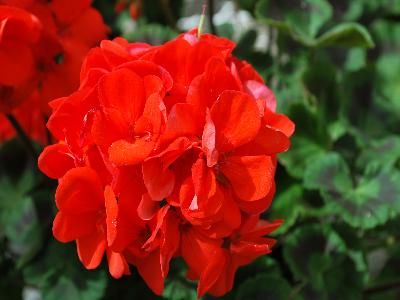 Geranium Trend 'Orange'