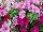 Danziger 'Dan' Flower Farm: COMBO  'Cotton Candy Delight' 