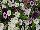 Danziger 'Dan' Flower Farm: COMBO  'Raspberry Swirl' 