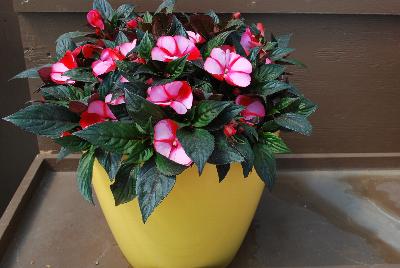 Harmony® Impatiens new guinea Strawberry Cream