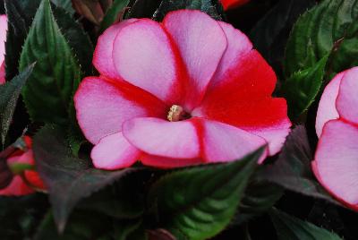 Danziger 'Dan' Flower Farm: Harmony® Impatiens Strawberry Cream 