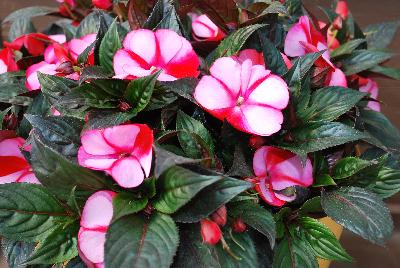 Danziger 'Dan' Flower Farm: Harmony® Impatiens Strawberry Cream 