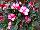 Harmony® Impatiens new guinea Strawberry Cream 