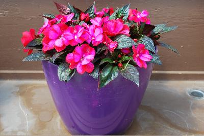 Harmony® Impatiens new guinea Pitaya Cream