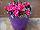 Harmony® Impatiens new guinea Pitaya Cream 