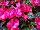 Harmony® Impatiens new guinea Pitaya Cream 