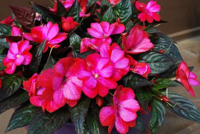 Danziger 'Dan' Flower Farm: Harmony® Impatiens Pitaya Cream 
