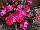 Harmony® Impatiens new guinea Pitaya Cream 