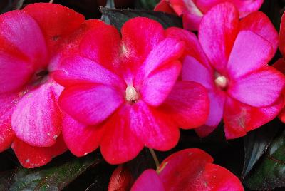 Danziger 'Dan' Flower Farm: Harmony® Impatiens Pitaya Cream 