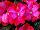 Harmony® Impatiens new guinea Pitaya Cream 