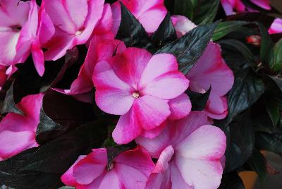 Danziger 'Dan' Flower Farm: Harmony® Impatiens Bubblegum 