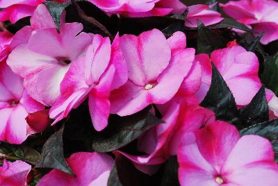 Danziger 'Dan' Flower Farm: Harmony® Impatiens Bubblegum 