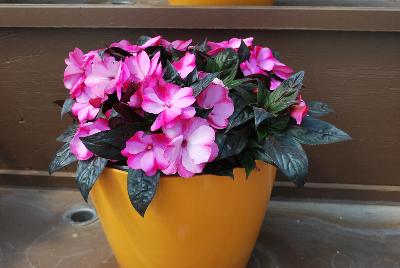 Danziger 'Dan' Flower Farm: Harmony® Impatiens Bubblegum 