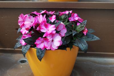 Danziger 'Dan' Flower Farm: Harmony® Impatiens Bubblegum 