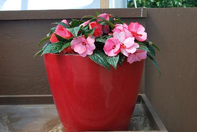 Danziger 'Dan' Flower Farm: Harmony® Impatiens Salmon Fringe 