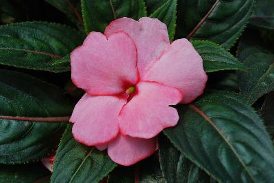 Danziger 'Dan' Flower Farm: Harmony® Impatiens Salmon Fringe 