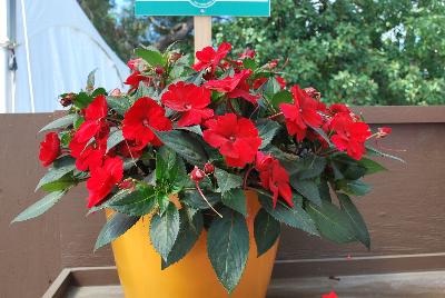 Danziger 'Dan' Flower Farm: Sun Harmony™ Impatiens Red 