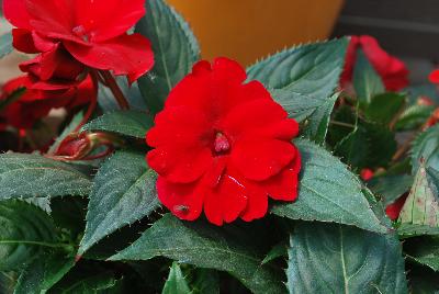 Danziger 'Dan' Flower Farm: Sun Harmony™ Impatiens Red 