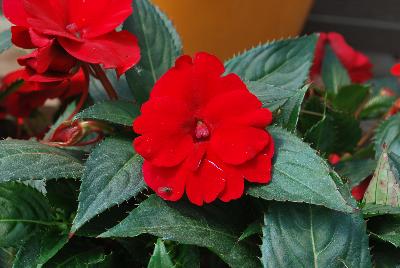 Sun Harmony™ Impatiens Red 