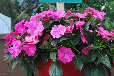 Danziger 'Dan' Flower Farm: Sun Harmony™ Impatiens Vivid Pink 