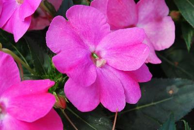 Danziger 'Dan' Flower Farm: Sun Harmony™ Impatiens Vivid Pink 