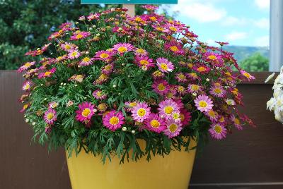 Angelic™ Argyranthemum Ruby 